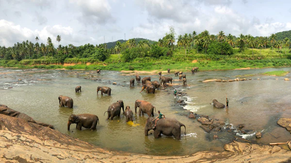 A herd of elephants wading across a wide, shallow river