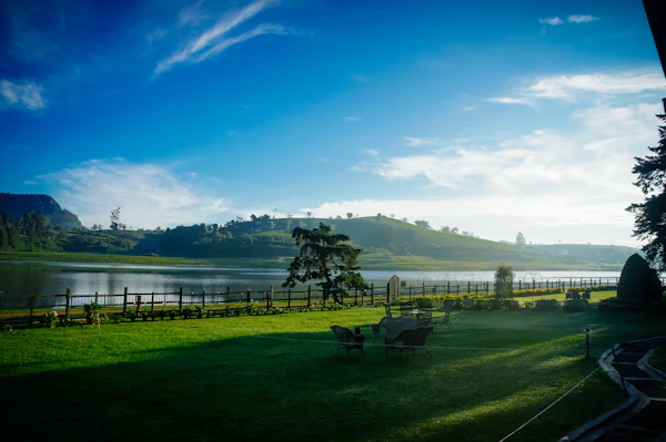 A lone tree on a green lawn beside a calm lake under a bright blue sky
