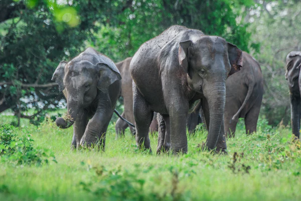 A family of elephants walking through tall green grass