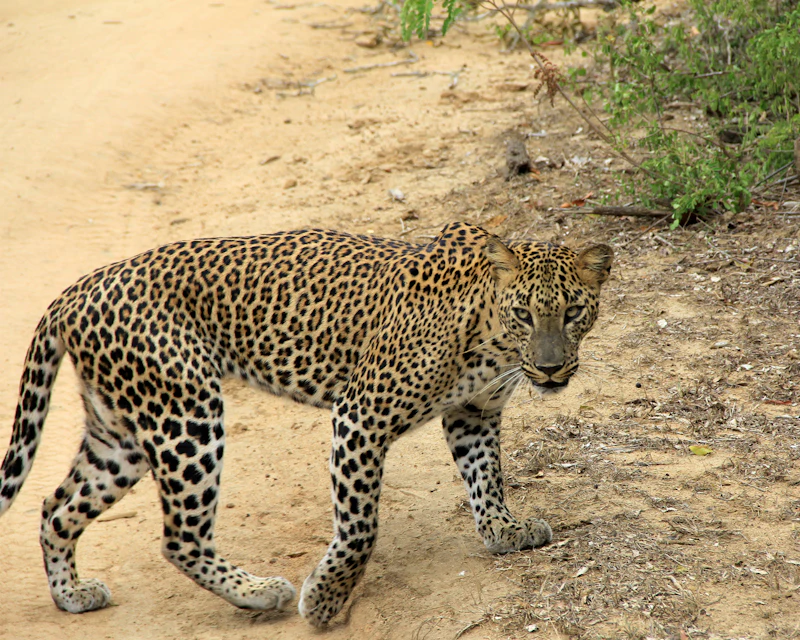 A leopard walking along a sandy track in Yala