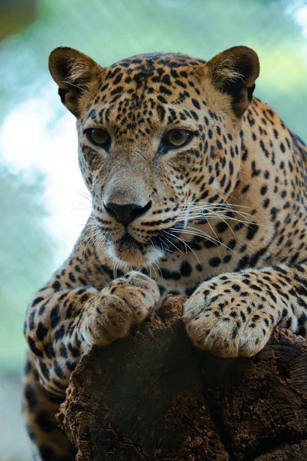 A leopard resting on a rock, looking straight at the camera