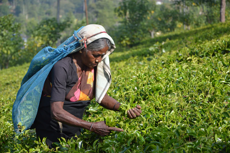 A tea picker in a headscarf plucking leaves on a green hillside