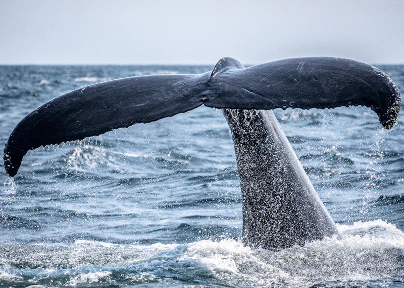 A whale’s tail rising out of the sea as it dives