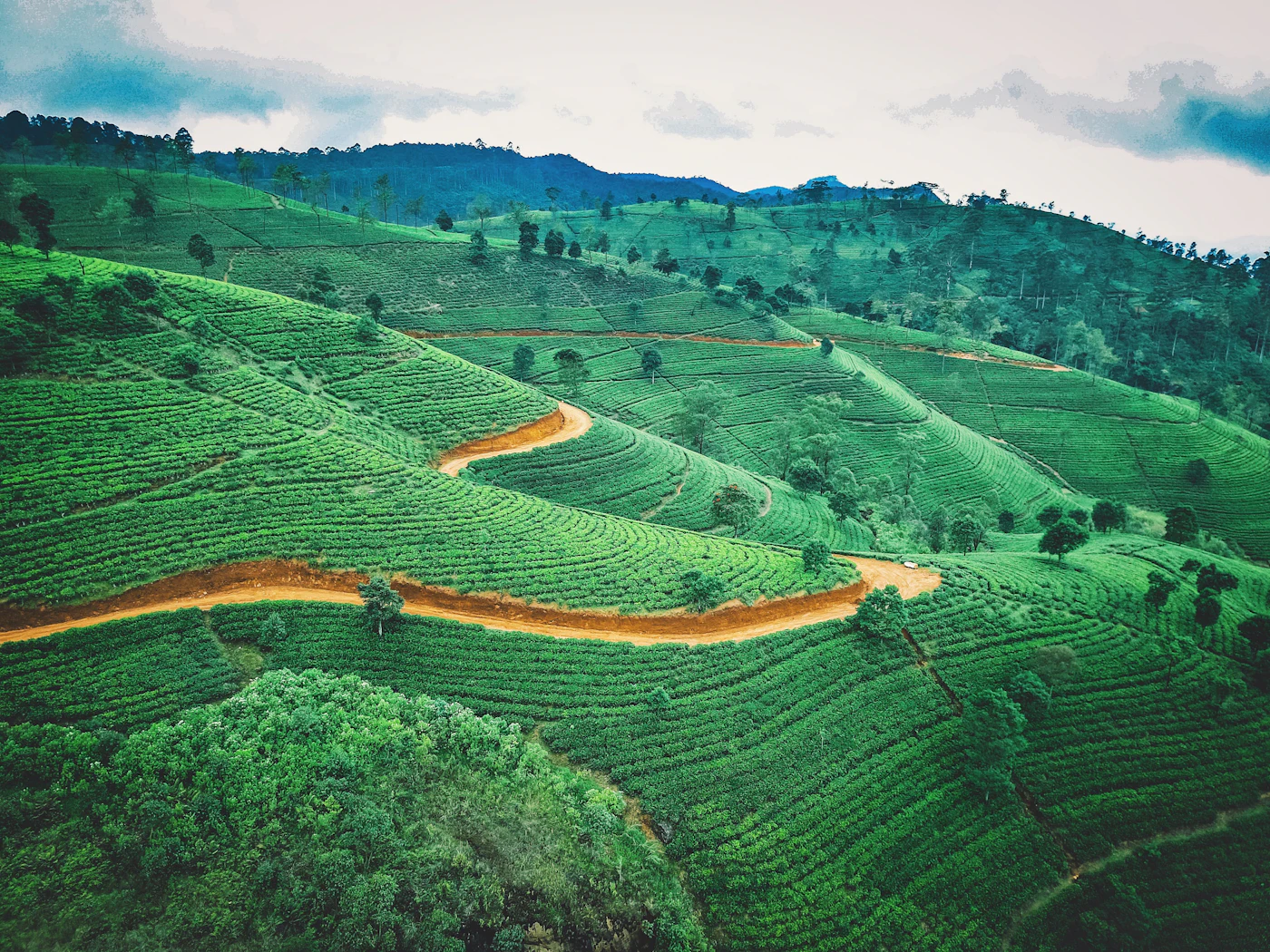 A small white van on a winding road through bright green tea plantations in Sri Lanka's hill country