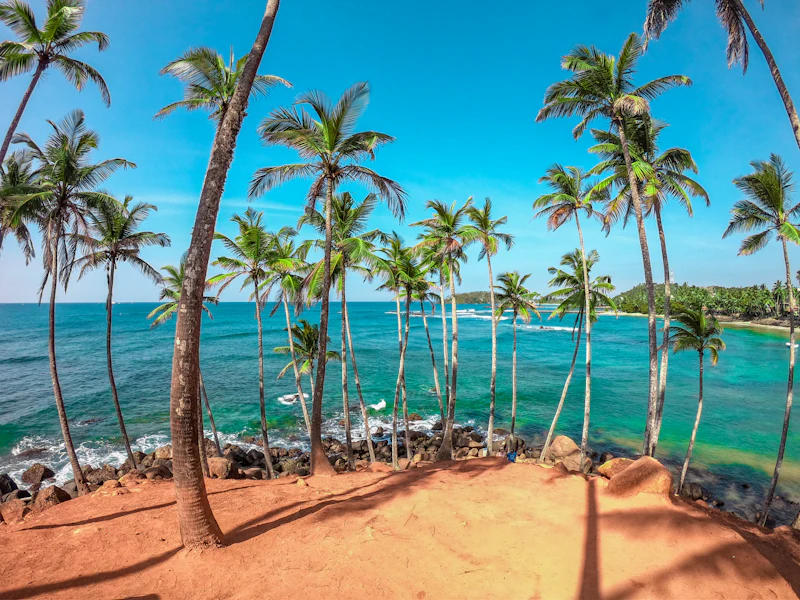 Tall palm trees on a red-earth headland above a turquoise sea at Mirissa