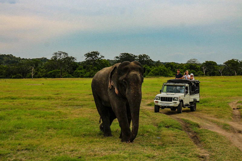 Travellers in an open safari jeep watching a wild elephant on the grassland